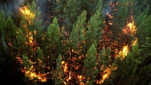 Новости России, Дальний Восток, лесные пожары