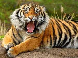 тигр, зоопарк. мир животных