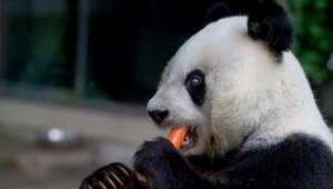 панда, китай, заповедник, умерла, самая старая в мире