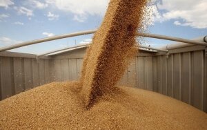 россия, турция, пшеница, сельское хозяйство, экономика