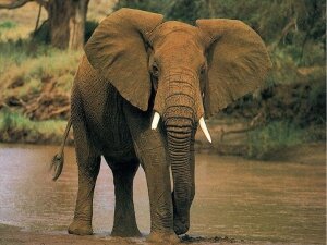 новости мира, зимбабве, злой слон, агрессивный слон, 7 сентября