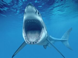 акула, Бразилия, нападение, трагедия, фото, ампутировали ногу, спасли 18+