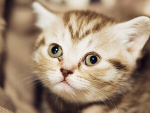 новости России, жестокость, дети, издевались, котенко, защита животных, Липецк,