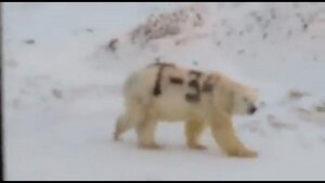 чукотка, белый медведь, надпись "Т-34", ученые