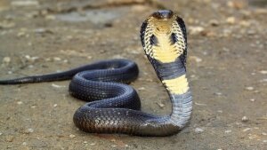 змея, королевская кобра, сетчатый питон, Юго-Восточная Азия, млекопитающее