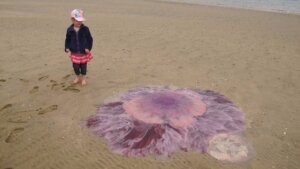наука, Новая Зеландия субстанция медуза мир животных (новости), происшествие