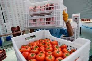 россия, санкции, контрсанкции, экономика, эмбарго, импорт, путин, закон, продукты
