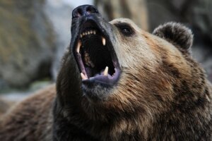 россия, воронеж, семилуки, зоопарк, медведь, убийца, старик, пенсионер, михаил иваныч, зверинец, полицейские