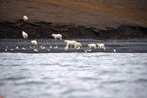 Россия, Чукотка, остров Врангеля, белые медведи, гренландский кит, туша, труп, смотреть фото