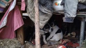 украина, николаев, живодерство, собаки, общество, происшествия