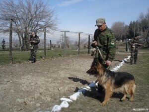 Россия, Украина, ФСБ, Пограничные войска, ВСУ, Нацгвардия Украины, Происшествия, Общество