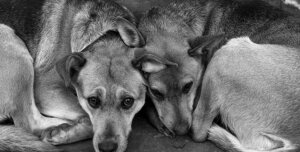 сша, америка, штаты, 276 собак, защиты животных