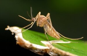 насекомые, запах, ученые, Университет Вашингтона, США, москиты, Current Biology, желтолихорадочный комар