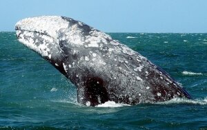 серый кит, мексика, происшествия, канада
