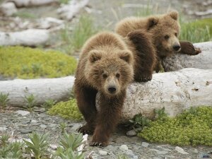 новости мира, канада, Порт-Харди, Британская Колумбия, 9 июля, медведи