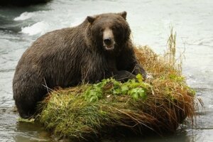 Россия, Камчатка, медведи, комикс, мир животных, хищники