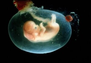 Маастрихтского университета , ученые, эмбрион, яйцеклетка, сперматозоид, стволовые клетки, зародыш, бластоцисты, млекопитающие, животные, бесплодие, мышь