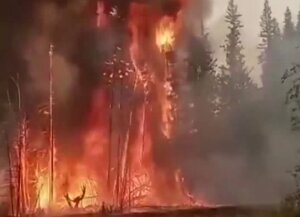 сибирь, тайга, леса, пожар, чп, происшествие, видео, мчс