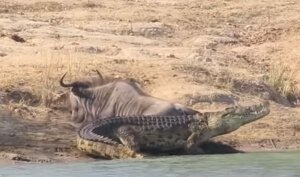 Африка, ЮАР, видео, лань, крокодил, нападение, бегемоты