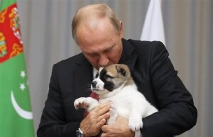путин, туркменистан, рссия, юбилей, щенок, верный, алабай