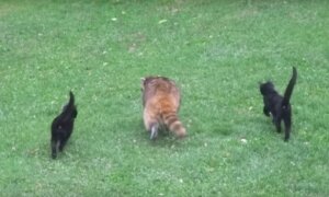 енот, котята, слепой, без губы, сша, ухаживала, повадыри