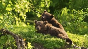 россия, зеленогорск, медвежата, животные, лесопарк, зоопарк, общество, происшествия, видео