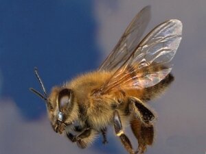 пчелы, африканизированные, пчелы-убийцы, происшествия, общество, калифорния, сша, насекомые, нападения