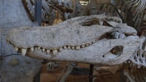 наука, Германия крокодил аномалия мир животных история (новости), происшествие
