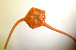 морская звезда, Ophiura irrorata, экстракт, лечение, рак молочной железы, онкология, наука, лечние онкологии