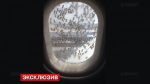 аэробус, новости россии, внуково