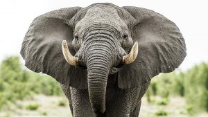 таиланд. слоны, видео, стадо, гибель, происшествия, слоненок