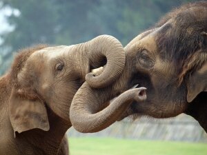 ученые, Общество защиты дикой природы, дикий слон, Национальный парк Ногарол, Индия, млекопитающее, животное, древесный уголь, курить, дым