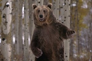 якутия, россия, происшествия, медведь, нападение, геолог, видео